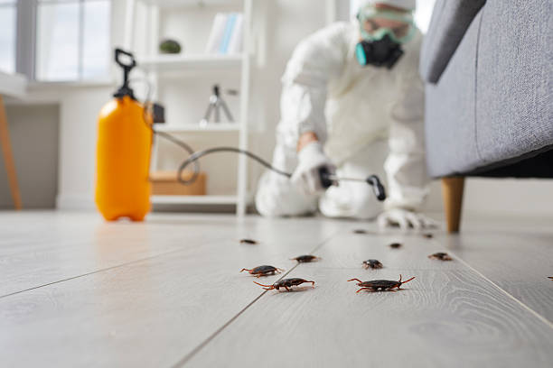 Trusted Termite Control service in Fort Loramie, OH - Nex Pest Control